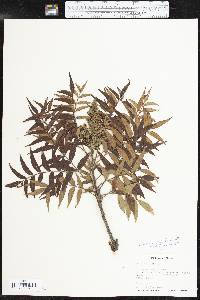 Rhus lanceolata image