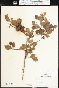 Rhus aromatica var. serotina image