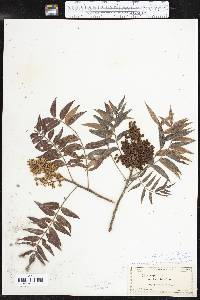 Rhus lanceolata image