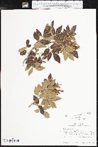 Rhus virens image