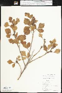 Rhus aromatica var. serotina image