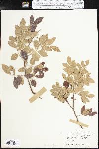 Rhus virens image