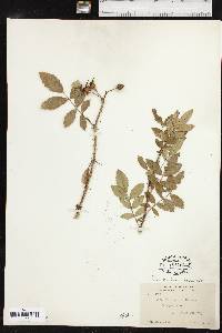 Rosa carolina subsp. subserrulata image