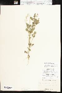 Rorippa palustris subsp. palustris image