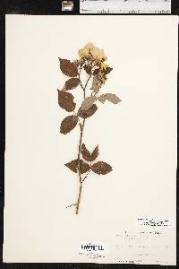 Rosa setigera image