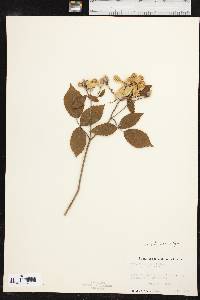 Rosa setigera image