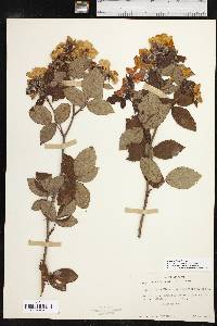 Rosa setigera image