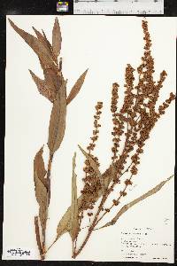 Rumex altissimus image