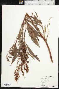 Rumex altissimus image