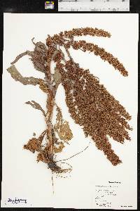 Rumex stenophyllus image