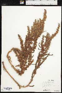 Rumex stenophyllus image