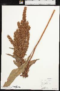 Rumex stenophyllus image