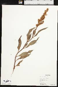 Rumex altissimus image