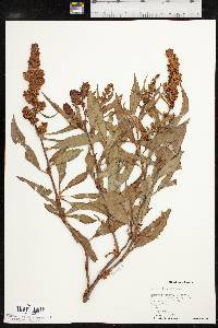 Rumex altissimus image