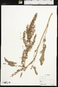 Rumex stenophyllus image