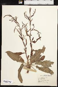 Rumex hastatulus image