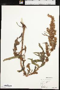 Rumex stenophyllus image