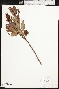 Rumex altissimus image