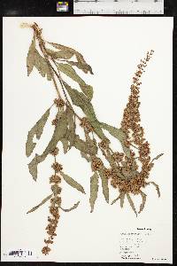 Rumex stenophyllus image