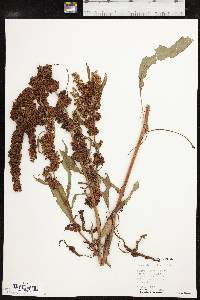 Rumex stenophyllus image