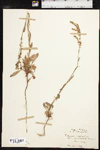 Rumex hastatulus image