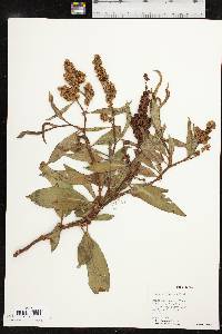 Rumex altissimus image