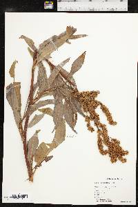 Rumex altissimus image