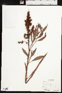 Rumex altissimus image