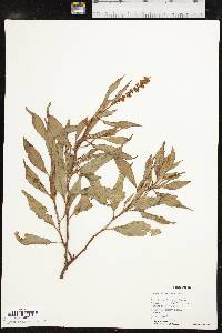 Rumex altissimus image