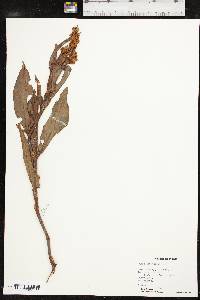 Rumex altissimus image