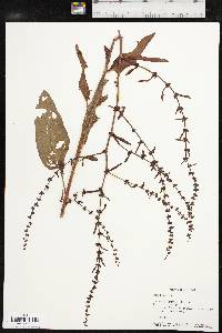 Rumex pulcher image