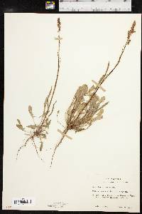 Rumex hastatulus image