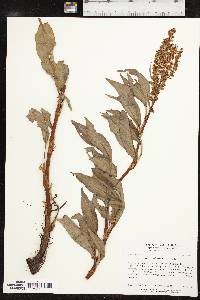 Rumex altissimus image