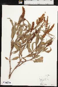 Rumex altissimus image