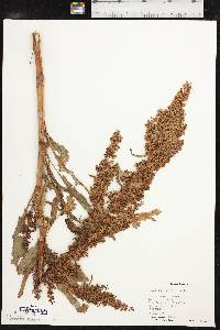 Rumex stenophyllus image