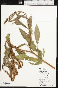 Rumex ellipticus image