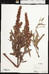 Rumex stenophyllus image