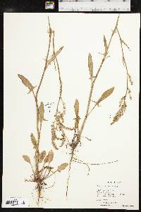 Rumex hastatulus image