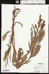 Rumex altissimus image