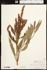 Rumex altissimus image