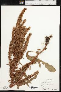 Rumex stenophyllus image