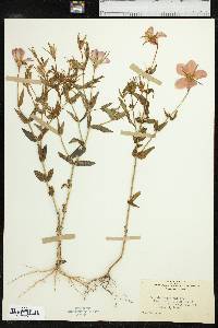 Sabatia campestris image
