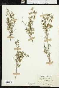 Salvia ballotiflora image