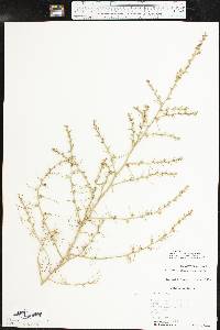 Salsola tragus image