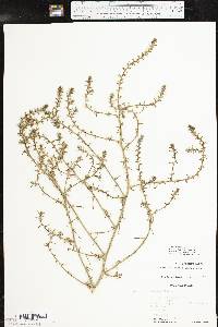 Salsola tragus image