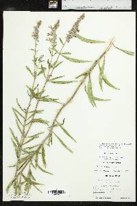 Salvia azurea image