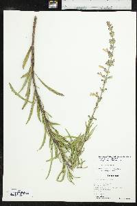 Salvia azurea image