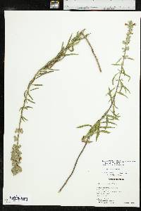 Salvia azurea image