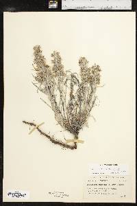 Salvia dolichantha image