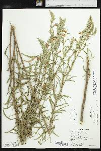 Salvia azurea var. grandiflora image